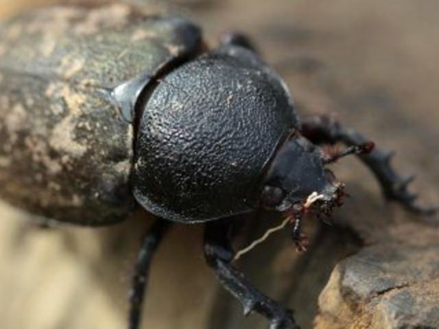 Besouros rola-bosta, essenciais na pecuária, sofrem com ivermectina dada ao  gado