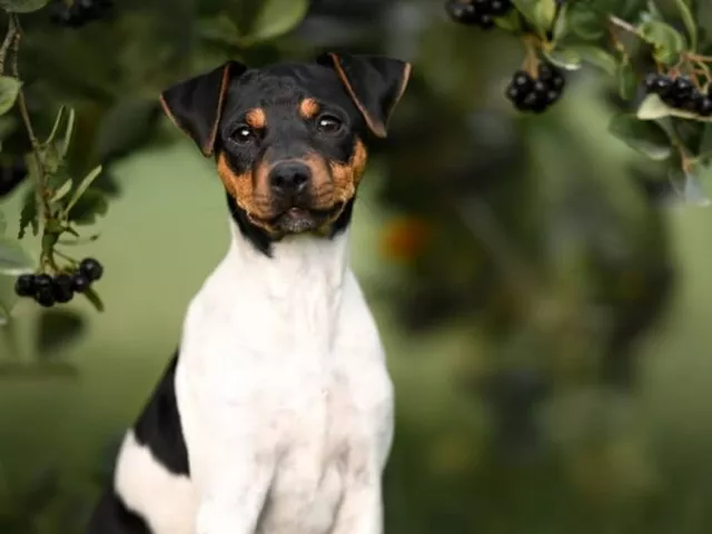 cachorro – Página: 6 – Vírgula