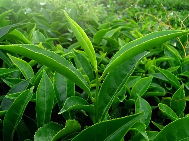 https://timnews.com.br/system/images/photos/15927635/original/640px-Tea_Leaf_from_Munanar_-1375470?1702221106