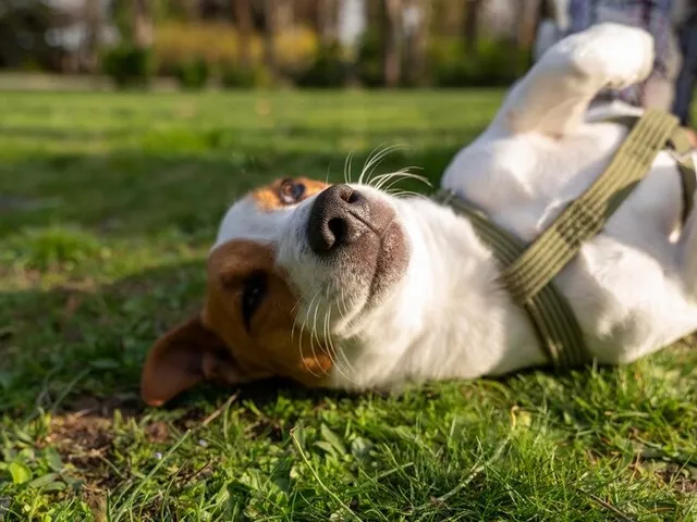 https://timnews.com.br/system/images/photos/16391430/original/vista-do-cachorro-fofo-aproveitando-o-tempo-na-natureza-no-parque_23-2150407358?1730911400