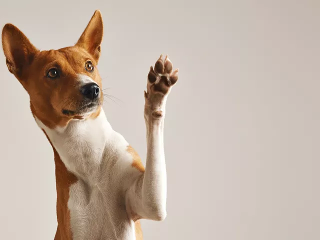 https://timnews.com.br/system/images/photos/16423410/original/adorable-brown-white-basenji-dog-smiling-giving-high-five-isolated-white?1734621525