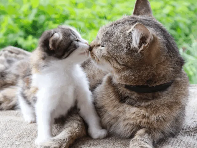 https://timnews.com.br/system/images/photos/16776062/original/open-uri20260727-43-hrb4bz?1785160811
