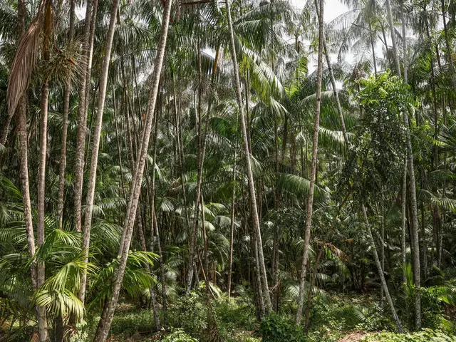 https://timnews.com.br/system/images/photos/16776248/original/agrofloresta-salvaterra-mc_abr_02102025-10?1785237405