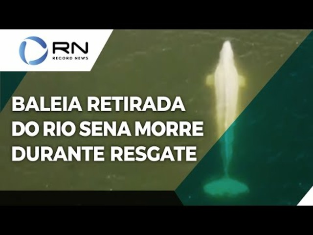 Morre baleia beluga que estava perdida no rio Sena, na França - ANDA